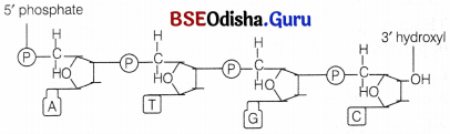 CHSE Odisha Class 12 Biology Solutions Chapter 7 Molecular Basis of Inheritance 4