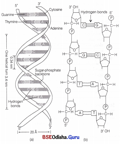 CHSE Odisha Class 12 Biology Solutions Chapter 7 Molecular Basis of Inheritance 5