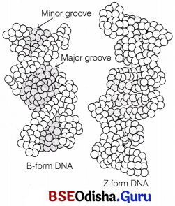 CHSE Odisha Class 12 Biology Solutions Chapter 7 Molecular Basis of Inheritance 6