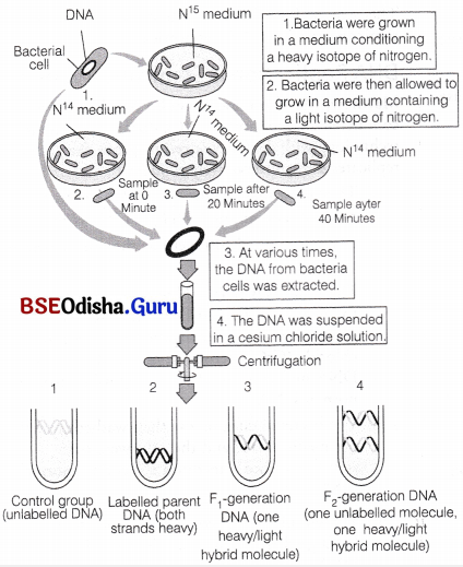 CHSE Odisha Class 12 Biology Solutions Chapter 7 Molecular Basis of Inheritance 8