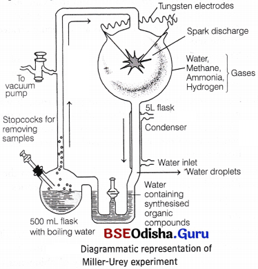 CHSE Odisha Class 12 Biology Solutions Chapter 8 Evolution 1