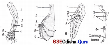 CHSE Odisha Class 12 Biology Solutions Chapter 8 Evolution 2