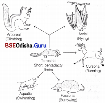 CHSE Odisha Class 12 Biology Solutions Chapter 8 Evolution 3