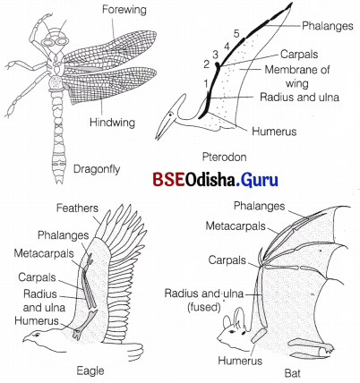 CHSE Odisha Class 12 Biology Solutions Chapter 8 Evolution 4