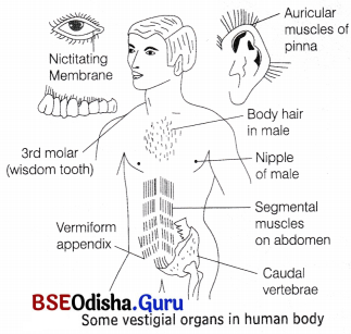 CHSE Odisha Class 12 Biology Solutions Chapter 8 Evolution 5