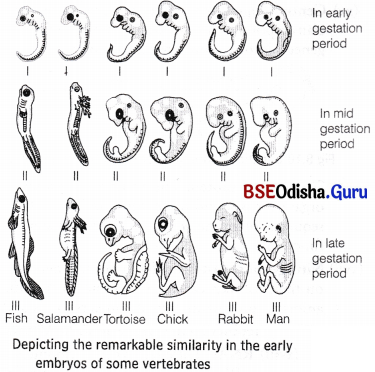 CHSE Odisha Class 12 Biology Solutions Chapter 8 Evolution 6