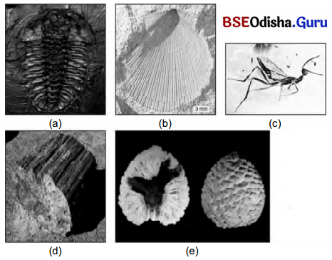 CHSE Odisha Class 12 Biology Solutions Chapter 8 Evolution 7