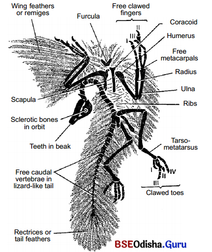 CHSE Odisha Class 12 Biology Solutions Chapter 8 Evolution 8