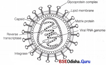 CHSE Odisha Class 12 Biology Solutions Chapter 9 Health and Diseases 2