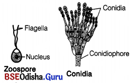 CHSE Odisha Class 12 Biology Important Questions Chapter 1 Reproduction in Organisms 1