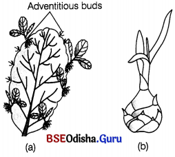 CHSE Odisha Class 12 Biology Important Questions Chapter 1 Reproduction in Organisms 4