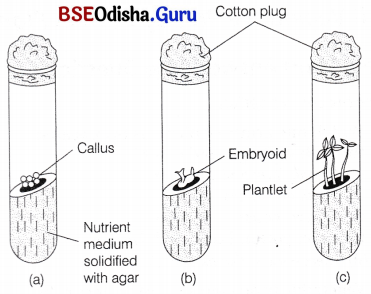 CHSE Odisha Class 12 Biology Important Questions Chapter 1 Reproduction in Organisms 5