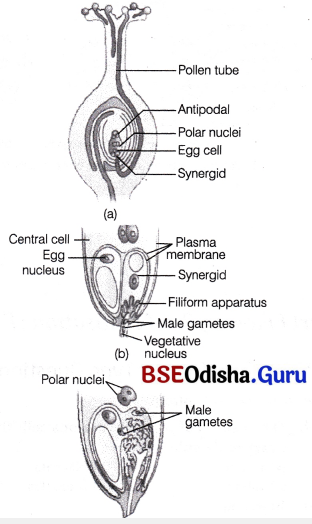 CHSE Odisha Class 12 Biology Important Questions Chapter 2 Sexual Reproduction in Flowering Plants 1