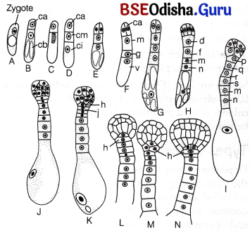 CHSE Odisha Class 12 Biology Important Questions Chapter 2 Sexual Reproduction in Flowering Plants 10