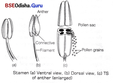 CHSE Odisha Class 12 Biology Important Questions Chapter 2 Sexual Reproduction in Flowering Plants 2
