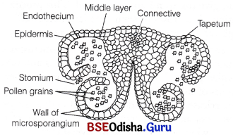 CHSE Odisha Class 12 Biology Important Questions Chapter 2 Sexual Reproduction in Flowering Plants 3
