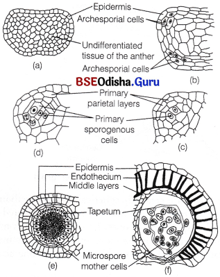 CHSE Odisha Class 12 Biology Important Questions Chapter 2 Sexual Reproduction in Flowering Plants 4