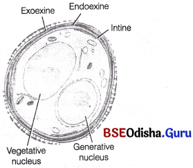 CHSE Odisha Class 12 Biology Important Questions Chapter 2 Sexual Reproduction in Flowering Plants 5