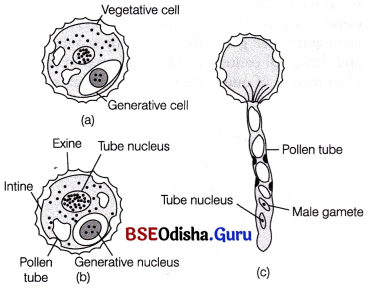 CHSE Odisha Class 12 Biology Important Questions Chapter 2 Sexual Reproduction in Flowering Plants 6