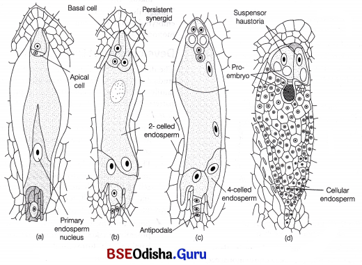 CHSE Odisha Class 12 Biology Important Questions Chapter 2 Sexual Reproduction in Flowering Plants 7