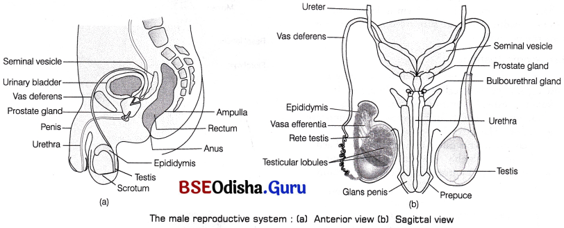 CHSE Odisha Class 12 Biology Important Questions Chapter 3 Human Reproduction 1
