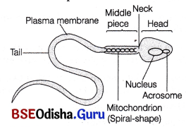 CHSE Odisha Class 12 Biology Important Questions Chapter 3 Human Reproduction 12