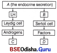 CHSE Odisha Class 12 Biology Important Questions Chapter 3 Human Reproduction 13
