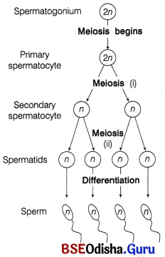 CHSE Odisha Class 12 Biology Important Questions Chapter 3 Human Reproduction 14