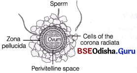CHSE Odisha Class 12 Biology Important Questions Chapter 3 Human Reproduction 17