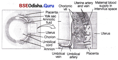 CHSE Odisha Class 12 Biology Important Questions Chapter 3 Human Reproduction 18