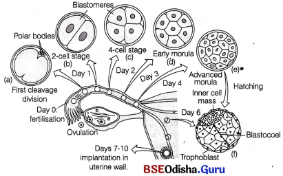 CHSE Odisha Class 12 Biology Important Questions Chapter 3 Human Reproduction 19