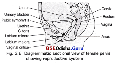 CHSE Odisha Class 12 Biology Important Questions Chapter 3 Human Reproduction 2