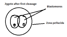 CHSE Odisha Class 12 Biology Important Questions Chapter 3 Human Reproduction 20
