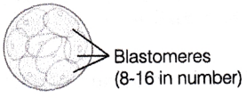 CHSE Odisha Class 12 Biology Important Questions Chapter 3 Human Reproduction 21