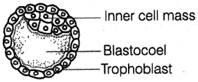 CHSE Odisha Class 12 Biology Important Questions Chapter 3 Human Reproduction 22