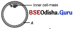 CHSE Odisha Class 12 Biology Important Questions Chapter 3 Human Reproduction 23