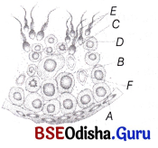 CHSE Odisha Class 12 Biology Important Questions Chapter 3 Human Reproduction 4
