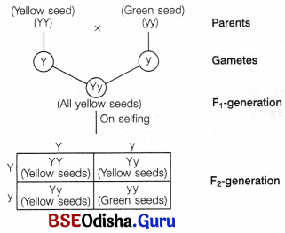 CHSE Odisha Class 12 Biology Important Questions Chapter 5 Heredity and Variation 10