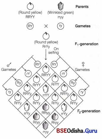 CHSE Odisha Class 12 Biology Important Questions Chapter 5 Heredity and Variation 11