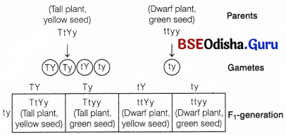 CHSE Odisha Class 12 Biology Important Questions Chapter 5 Heredity and Variation 12