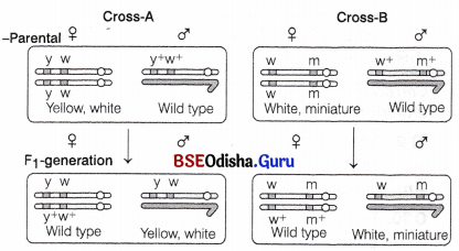 CHSE Odisha Class 12 Biology Important Questions Chapter 5 Heredity and Variation 14