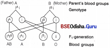 CHSE Odisha Class 12 Biology Important Questions Chapter 5 Heredity and Variation 16