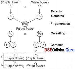 CHSE Odisha Class 12 Biology Important Questions Chapter 5 Heredity and Variation 17