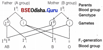CHSE Odisha Class 12 Biology Important Questions Chapter 5 Heredity and Variation 19