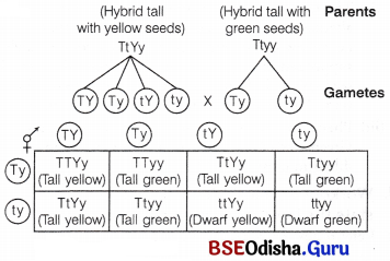 CHSE Odisha Class 12 Biology Important Questions Chapter 5 Heredity and Variation 2