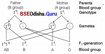 CHSE Odisha Class 12 Biology Important Questions Chapter 5 Heredity and Variation 20