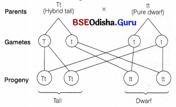 CHSE Odisha Class 12 Biology Important Questions Chapter 5 Heredity and Variation 3