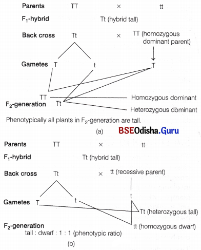 CHSE Odisha Class 12 Biology Important Questions Chapter 5 Heredity and Variation 4
