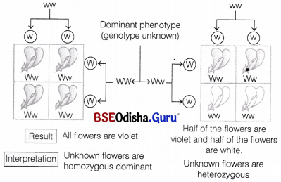 CHSE Odisha Class 12 Biology Important Questions Chapter 5 Heredity and Variation 5