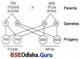CHSE Odisha Class 12 Biology Important Questions Chapter 5 Heredity and Variation 6